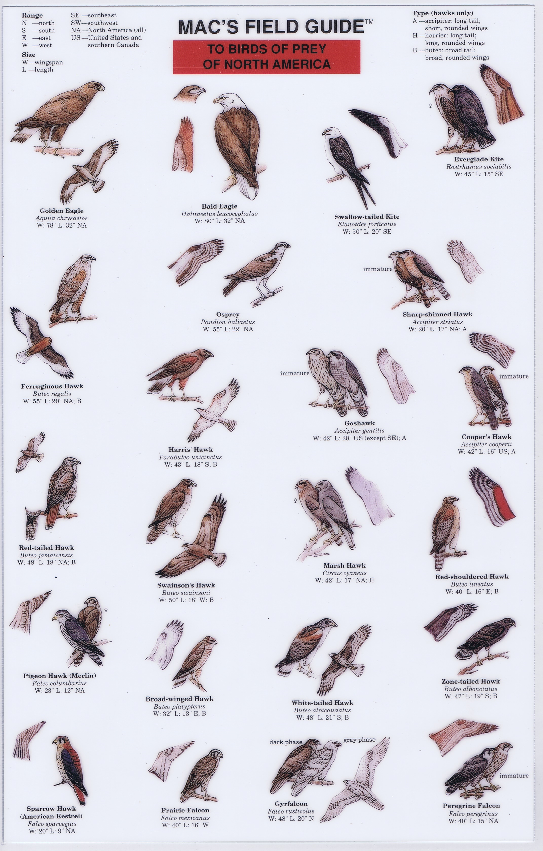 Carnivorous Birds List - Examples of Birds of Prey With Photos