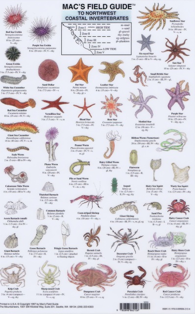 Mac Field Guide Of Northwest Coastal Invertebrates