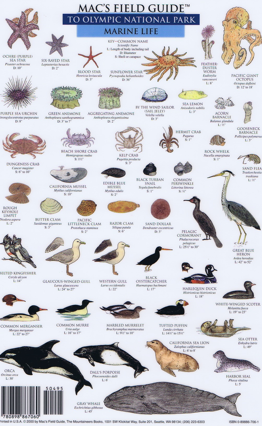 Mac Field Guide of Olympic National Park Mammals